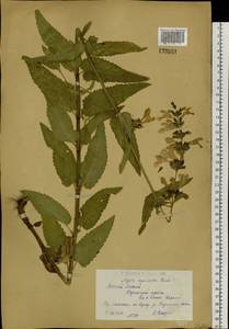 Nepeta sibirica L., Siberia, Western (Kazakhstan) Altai Mountains (S2a) (Kazakhstan)