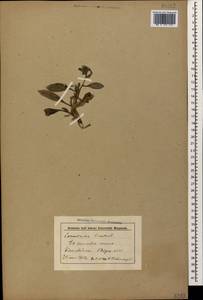 Convolvulus lineatus L., Caucasus, Stavropol Krai, Karachay-Cherkessia & Kabardino-Balkaria (K1b) (Russia)