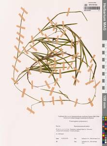 Potamogeton compressus L., Siberia, Yakutia (S5) (Russia)