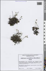 Androsace bungeana Schischk. & Bobrov, Siberia, Central Siberia (S3) (Russia)