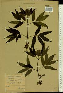 Sambucus racemosa L., Eastern Europe, Central forest region (E5) (Russia)