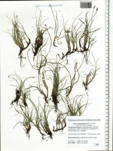 Carex argunensis Turcz. ex Trevir., Siberia, Russian Far East (S6) (Russia)
