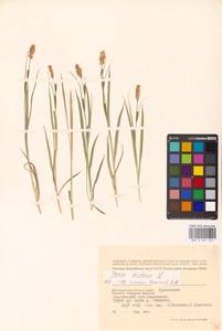 Carex distans L., Eastern Europe, Lower Volga region (E9) (Russia)