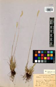 Phleum phleoides (L.) H.Karst., Siberia, Baikal & Transbaikal region (S4) (Russia)