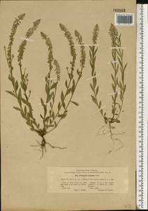 Polygala comosa Schkuhr, Eastern Europe, Eastern region (E10) (Russia)