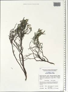 Genista albida Willd., Caucasus, Black Sea Shore (from Novorossiysk to Adler) (K3) (Russia)