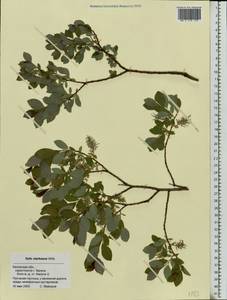 Salix starkeana Willd., Eastern Europe, Central region (E4) (Russia)