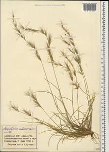 Aristida adscensionis L., Caucasus, Armenia (K5) (Armenia)