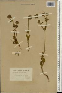 Pterocephalus plumosus (L.) Coult., South Asia, South Asia (Asia outside ex-Soviet states and Mongolia) (ASIA) (Turkey)