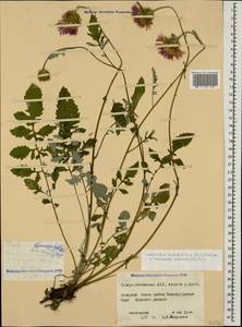Psephellus leucophyllus (M. Bieb.) C. A. Mey., Caucasus, North Ossetia, Ingushetia & Chechnya (K1c) (Russia)