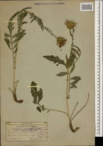 Centaurea pseudoscabiosa subsp. glehnii (Trautv.) Wagenitz, Caucasus, Armenia (K5) (Armenia)