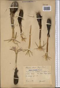Colchicum robustum (Bunge) Stef., Middle Asia, Syr-Darian deserts & Kyzylkum (M7) (Uzbekistan)