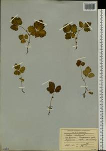 Rubus arcticus L., Siberia, Chukotka & Kamchatka (S7) (Russia)