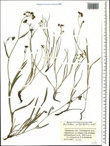 Bupleurum polyphyllum Ledeb., Caucasus, Georgia (K4) (Georgia)