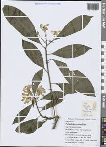 Polygala karensium Kurz, South Asia, South Asia (Asia outside ex-Soviet states and Mongolia) (ASIA) (Vietnam)