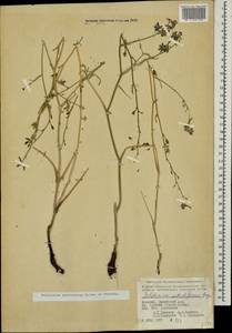 Delphinium cyphoplectrum subsp. pallidiflorum (Freyn) Rottenst., Caucasus, Armenia (K5) (Armenia)