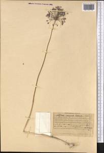 Allium caesium Schrenk, Middle Asia, Northern & Central Tian Shan (M4) (Kyrgyzstan)