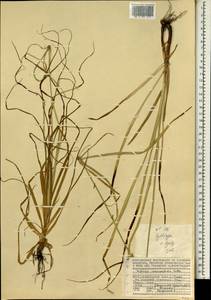 Cyperus mindorensis (Steud.) Huygh, Africa (AFR) (Seychelles)