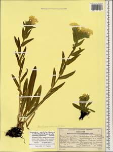 Huynhia pulchra (Willd. ex Roem. & Schult.) Greuter & Burdet, Caucasus, Stavropol Krai, Karachay-Cherkessia & Kabardino-Balkaria (K1b) (Russia)