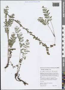 Artemisia laciniata Willd., Siberia, Baikal & Transbaikal region (S4) (Russia)