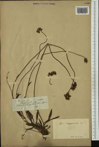 Pilosella bauhini subsp. magyarica (Peter) S. Bräut., Western Europe (EUR)
