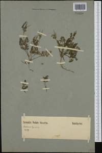 Scandix pecten-veneris L., Western Europe (EUR) (Germany)