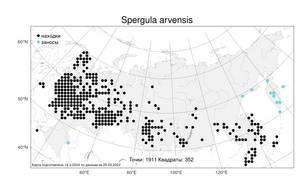 Spergula arvensis L., Atlas of the Russian Flora (FLORUS) (Russia)