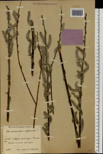 Salix acutifolia × dasyclados, Eastern Europe, Central region (E4) (Russia)