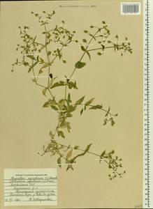 Stellaria aquatica (L.) Scop., Eastern Europe, Latvia (E2b) (Latvia)