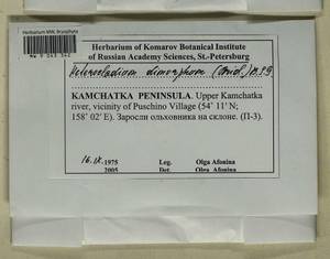 Heterocladiella dimorpha (Brid.) Ignatov & Fedosov, Bryophytes, Bryophytes - Chukotka & Kamchatka (B21) (Russia)