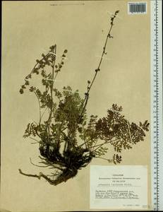 Artemisia laciniata Willd., Siberia, Yakutia (S5) (Russia)