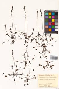 Drosera rotundifolia L., Siberia, Russian Far East (S6) (Russia)