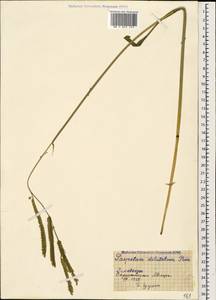 Paspalum dilatatum Poir., Caucasus, Black Sea Shore (from Novorossiysk to Adler) (K3) (Russia)