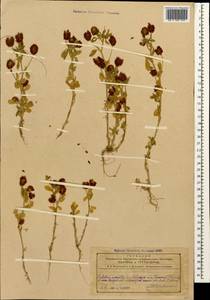 Trifolium aureum Pollich, Caucasus, Azerbaijan (K6) (Azerbaijan)