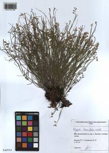 Polygala tenuifolia Willd., Siberia, Altai & Sayany Mountains (S2) (Russia)