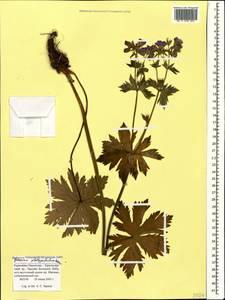 Geranium platypetalum Fisch. & C.A. Mey., Caucasus, Stavropol Krai, Karachay-Cherkessia & Kabardino-Balkaria (K1b) (Russia)