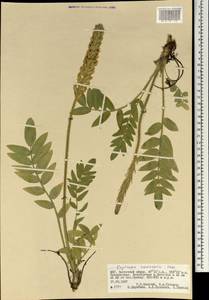 Oxytropis hirta subsp. komarovii (Vassilcz.) N.Ulziykh., Mongolia (MONG) (Mongolia)