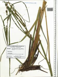 Carex acuta L., Siberia, Central Siberia (S3) (Russia)