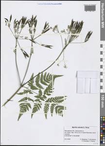 Myrrhis odorata (L.) Scop., Eastern Europe, Central forest region (E5) (Russia)