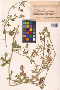 Medicago sativa L., Eastern Europe, Lower Volga region (E9) (Russia)