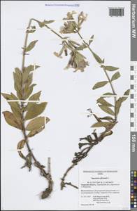 Saponaria officinalis L., Eastern Europe, North-Western region (E2) (Russia)