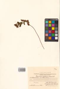 Hypericum kamtschaticum Ledeb., Siberia, Russian Far East (S6) (Russia)