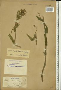 Picris hieracioides subsp. hieracioides, Eastern Europe, Eastern region (E10) (Russia)