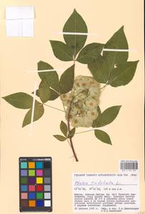 Ptelea trifoliata L., Eastern Europe, Moscow region (E4a) (Russia)