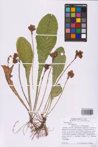 Primula elatior (L.) L., Eastern Europe, North-Western region (E2) (Russia)