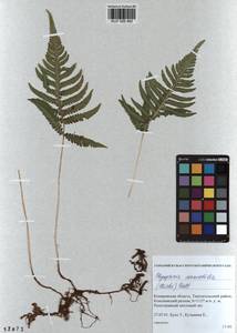 Phegopteris connectilis (Michx.) Watt, Siberia, Altai & Sayany Mountains (S2) (Russia)