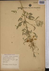Sphaerophysa salsula (Pall.)DC., Middle Asia, Syr-Darian deserts & Kyzylkum (M7) (Uzbekistan)
