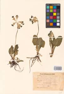 Primula veris subsp. macrocalyx (Bunge) Lüdi, Caucasus, Stavropol Krai, Karachay-Cherkessia & Kabardino-Balkaria (K1b) (Russia)