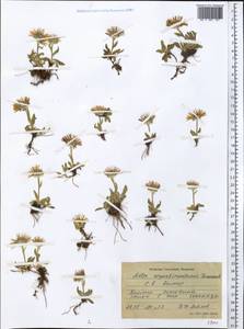 Aster alpinus var. serpentimontanus (Tamamsch.) Y. Ling, Middle Asia, Pamir & Pamiro-Alai (M2) (Tajikistan)