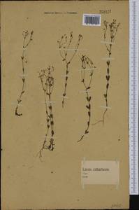 Linum catharticum L., Western Europe (EUR) (Germany)
